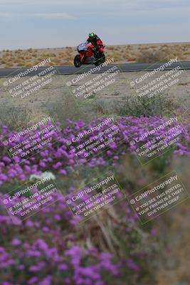 media/Jan-14-2023-SoCal Trackdays (Sat) [[497694156f]]/Turn 14 Exit Bloomig (145pm)/